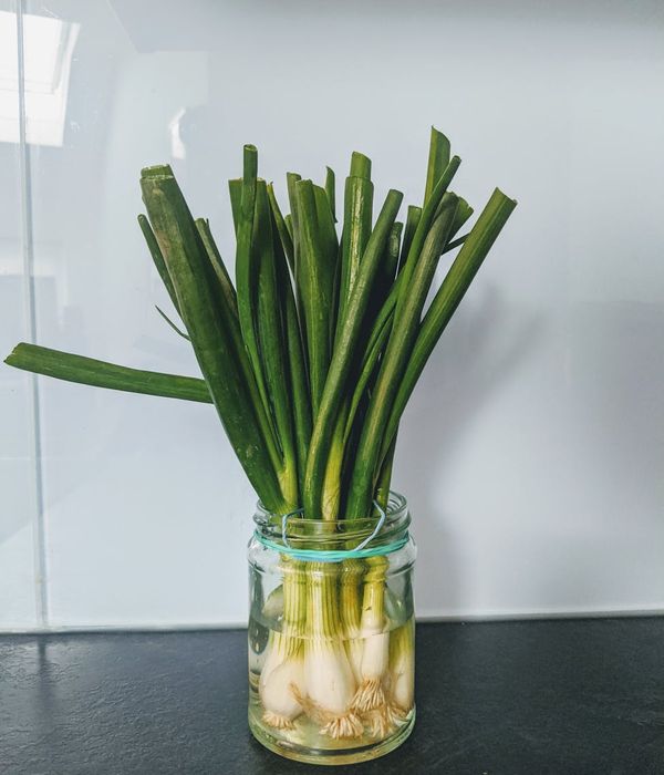 Fresh green herbs in a glass jar representation